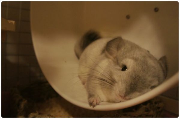 チンチラのティモ　2015年夏の様子　ホイール回し車の上でゴロリん