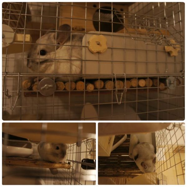 チンチラのティモ　2016年夏のチンチラケージでの過ごし方