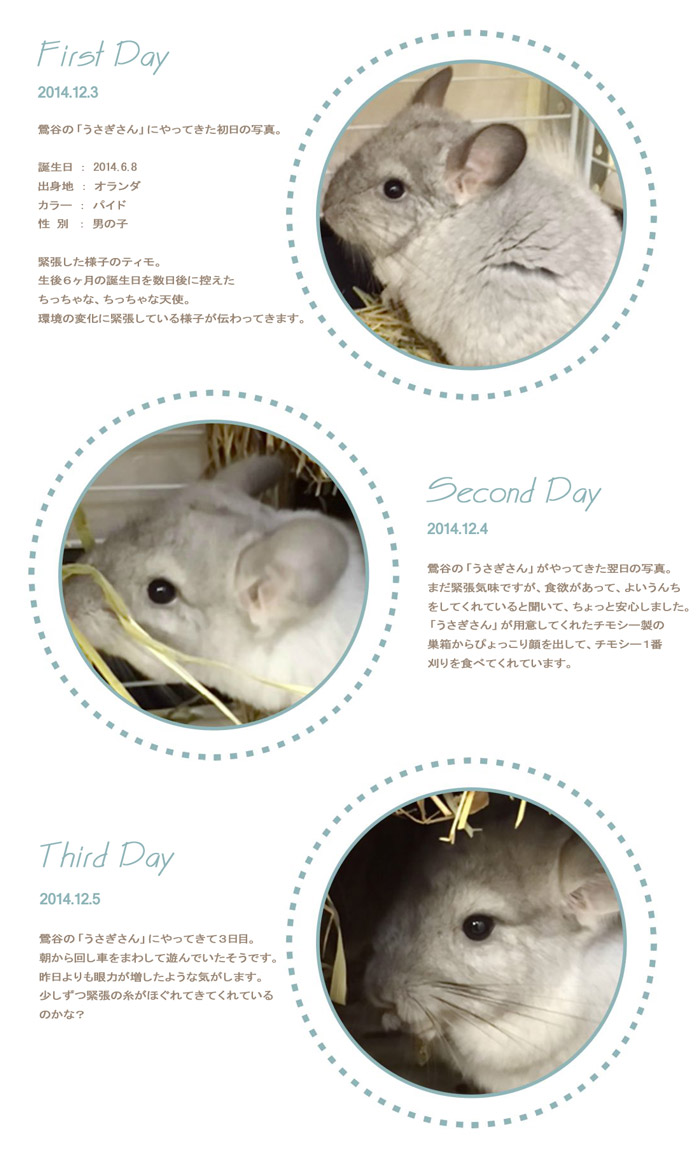 鶯谷のうさぎさんにやってきたチンチラのパイドの男の子　ティモ　初日～３日後までの様子