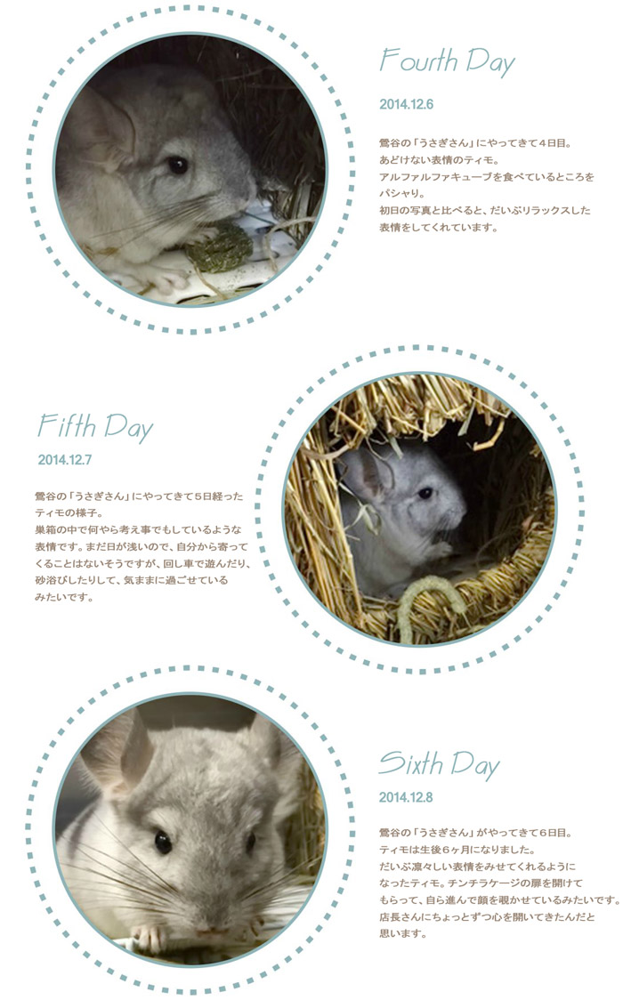 鶯谷のうさぎさんにやってきたチンチラのパイドの男の子　ティモ　４～６日後までの様子