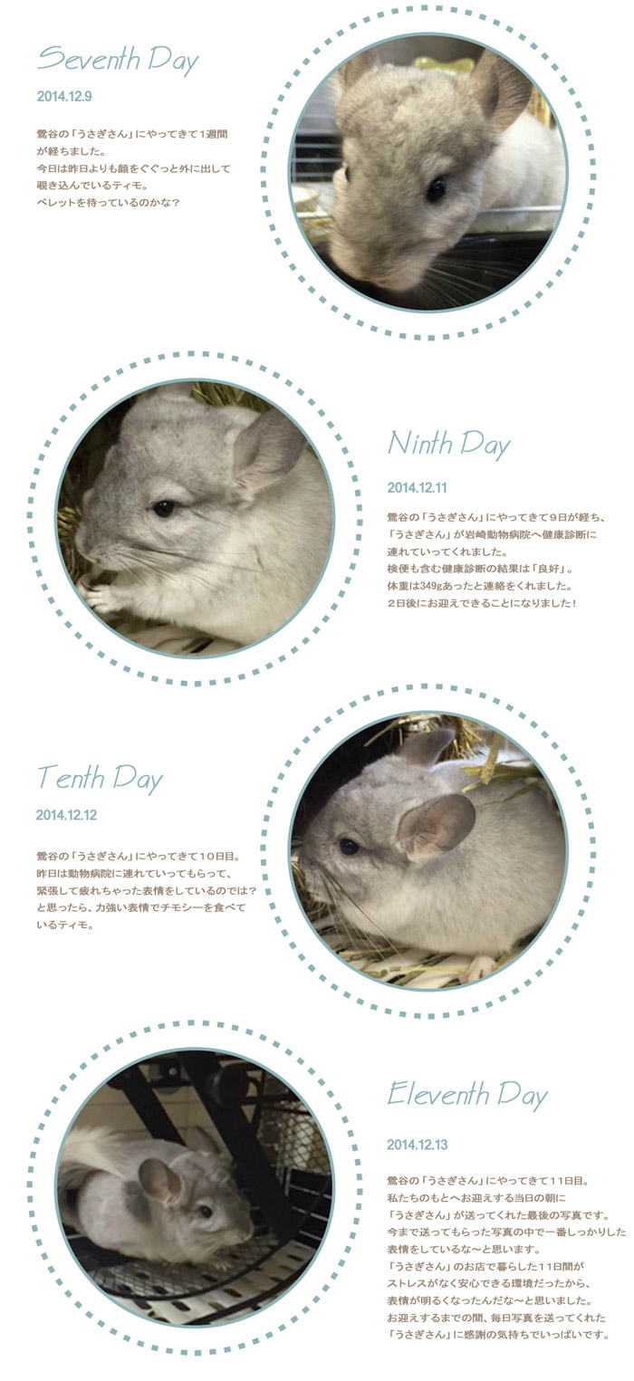 お迎え前のチンチラのティモ