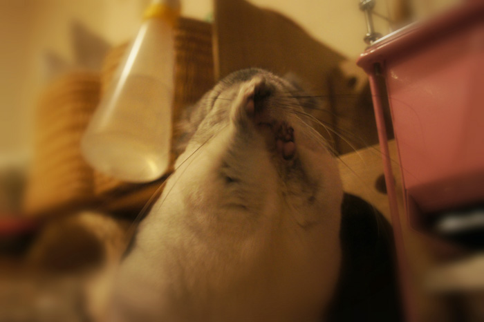 チンチラのティモ　お鼻が濡れちゃった事件簿　チンチラのへやんぽタイム