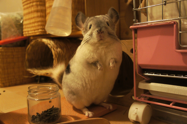 へやんぽ中ふと見てみるとチンチラのティモの鼻が濡れている様子 砂が固まってべっとりついてしまっている様子