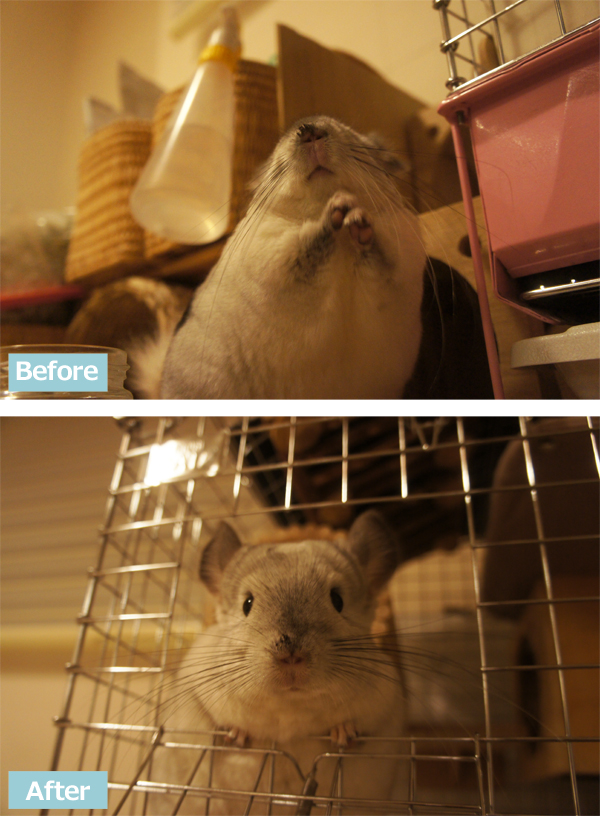 チンチラのティモの鼻の周りが濡れちゃった事件簿 ビフォーアフター マルカンの小動物専用パウダーブラシでちょっとはましになった様子