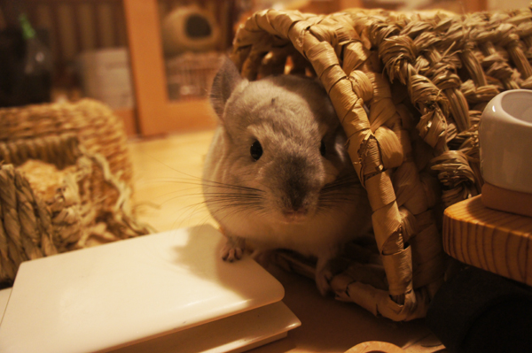 へやんぽ中にお鼻の周りが濡れちゃったものの、ようやくきれいにとれてご満悦のチンチラのティモ よかったよかった