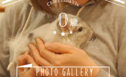 チンチラ「ティモ」のフォトギャラリー　～０歳～