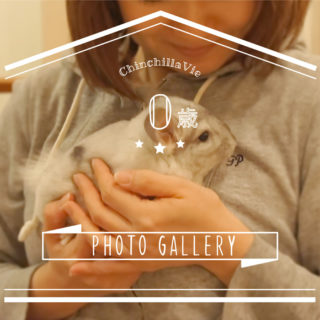 チンチラ「ティモ」のフォトギャラリー　～０歳～