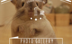 チンチラ「ティモ」のフォトギャラリー　～１歳～