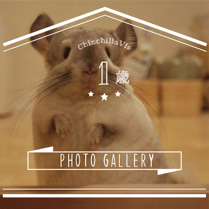 チンチラ「ティモ」のフォトギャラリー　～１歳～