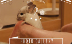 CHINCHILLA 「TIMO」's PHOTO GALLERY ～ 2 years old ～