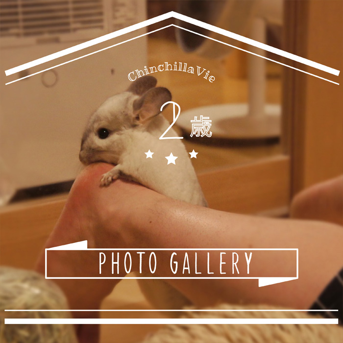 CHINCHILLA 「TIMO」's PHOTO GALLERY ～ 2 years old ～