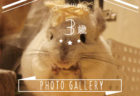CHINCHILLA TIMO's PHOTO GALLERY ～ 3 years old ～