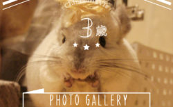 CHINCHILLA TIMO's PHOTO GALLERY ～ 3 years old ～