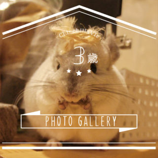 CHINCHILLA TIMO's PHOTO GALLERY ～ 3 years old ～