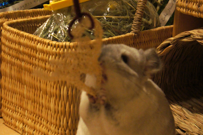 うさぎ星さんのへちまを使ったチンチラ「ティモ」のための手作りおもちゃ