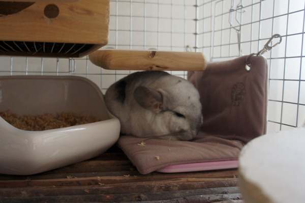 チンチラのティモの寒さ対策