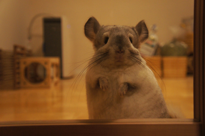 チンチラのティモの部屋んぽコーナー　へやんぽ