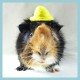 チンチラのティモのお帽子 minne MORUSUPER-7M ごんたちゃん