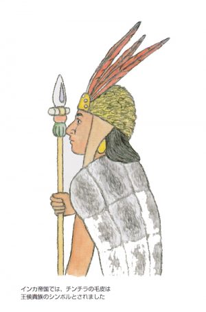 インカ帝国の王侯貴族のシンボルとしてチンチラの毛皮が用いられた