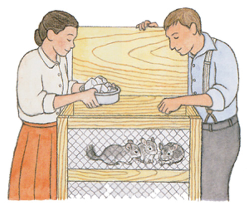 チンチラ１１匹を連れて赤道直下の海を渡ってアメリカへ向かうチャップマン夫妻の様子　イラスト