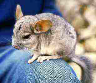 野生のオナガチンチラ　chinchilla lanigera Photo by Jaime E. Jimenez, Laboratorio de Ecología, Universidad de Los Lagos. CHILE. Attribution,via Wikimedia Commons