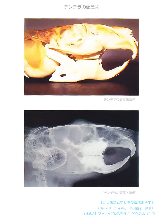 チンチラの頭蓋骨　「げっ歯類とウサギの臨床歯科学」 （David A. Crossley・奥田綾子　共著 / 株式会社ファームプレス発行 / 1999.7)より引用