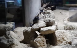 足立区生物園のチンチラ