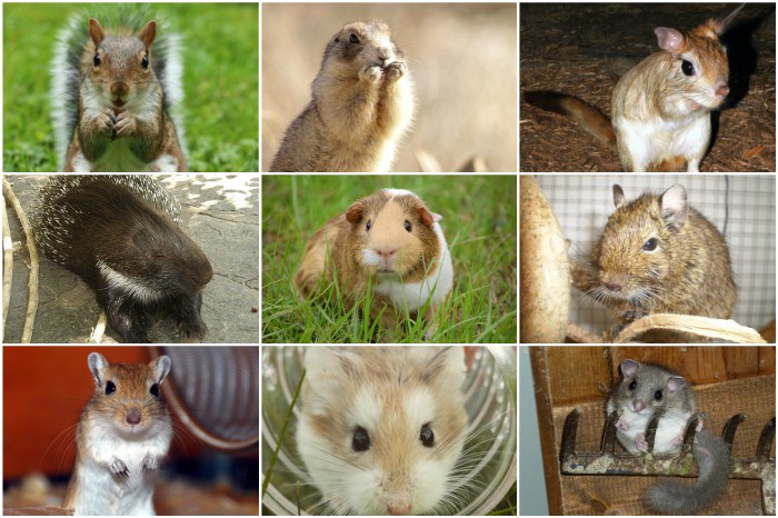 チンチラと同じく齧歯目の仲間たち
