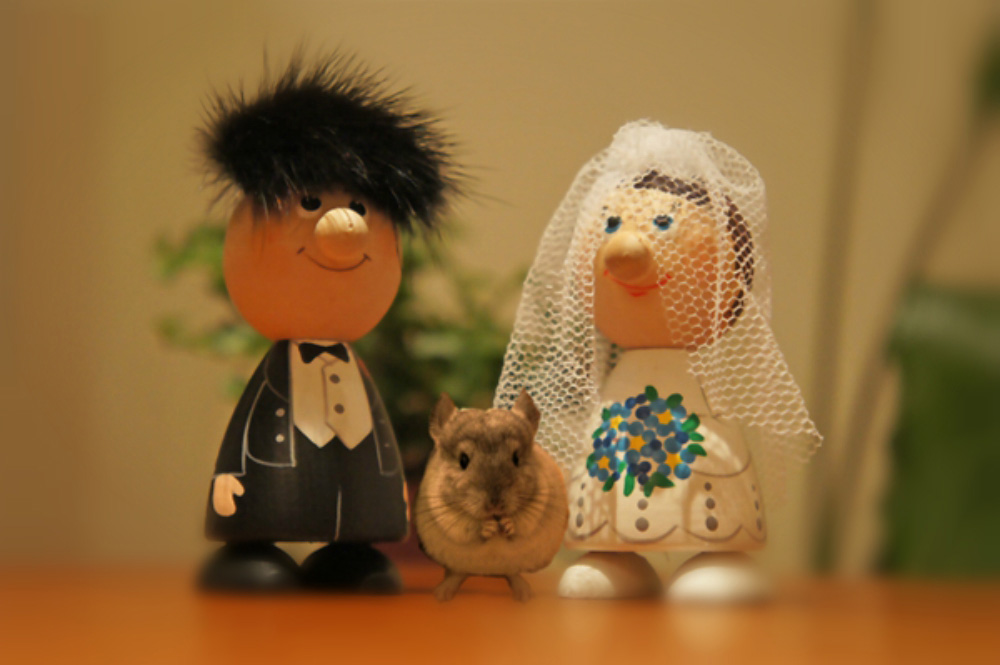 チンチラ「ティモ」とこだわり屋の生活