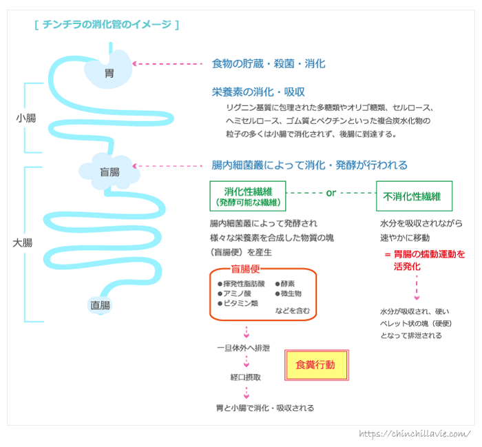 チンチラの消化管と消化のしくみのイメージ