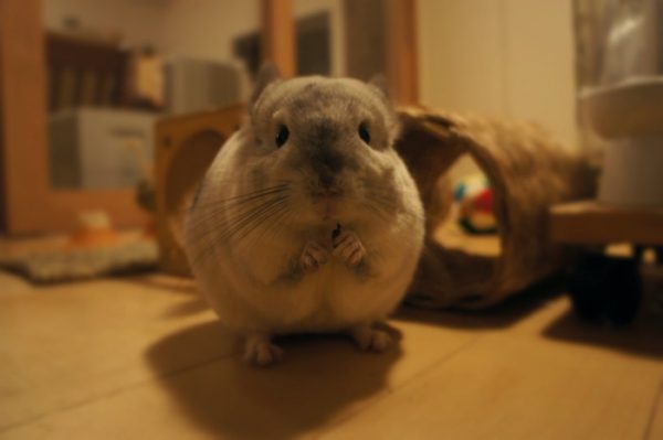 哺乳類ー齧歯目ーチンチラ科ーチンチラ属に分類されるチンチラのティモ