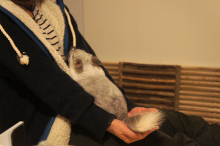 冬ならではのチンチラのティモとの遊び方 コミュニケーション