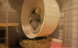 チンチラのティモに理想的なホイール回し車を用意してあげたい！と海外サイトから個人輸入したときのお話