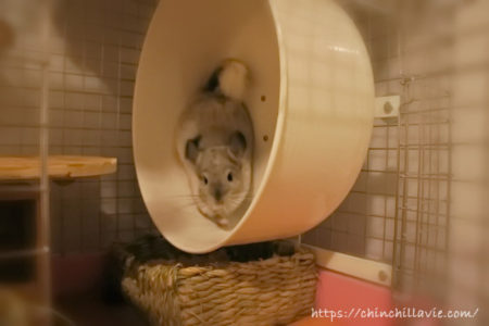 チンチラのティモに理想的なホイール回し車を用意してあげたい！と海外サイトから個人輸入したときのお話