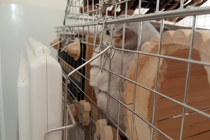 チンチラのティモ 壁面に設置した遠赤外線マイカヒーターⅡの傍で温まる様子