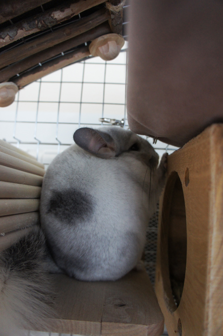 チンチラのティモの寒さ対策 遠赤外線マイカヒーターⅡの前で縮こまる様子