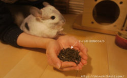 チンチラのうんちチェックを毎日の日課に！「チンチラが健康なときにする正常のうんち」を認識しておきましょう