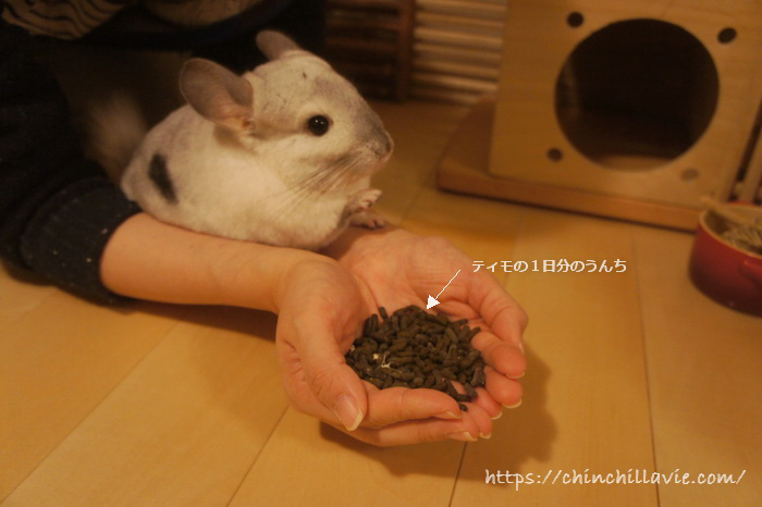 チンチラのうんちチェックを毎日の日課に!「チンチラが健康なときにする正常のうんち」を認識しておきましょう