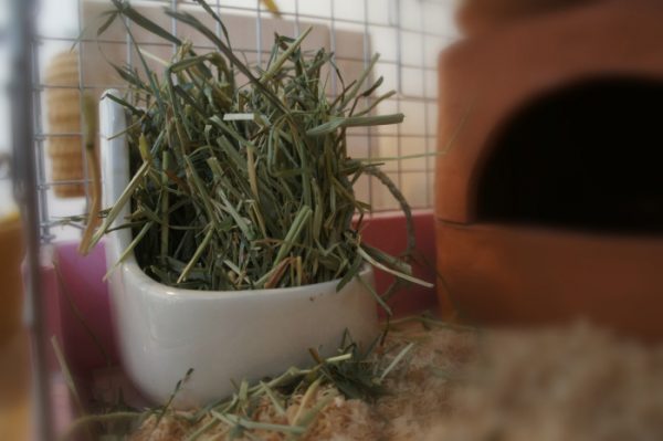 チンチラのティモへの牧草の与え方　いつもの様子
