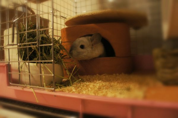 チンチラのティモのケージ環境　牧草ポットに牧草いっぱい