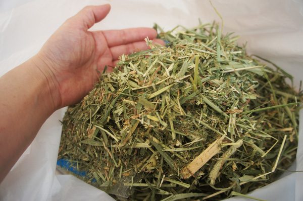 チンチラのティモへの牧草の与え方　混ぜ合わせると粉やカスがいっぱい