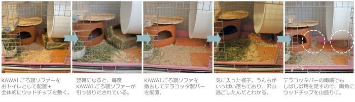 チンチラのティモの床環境の歴史