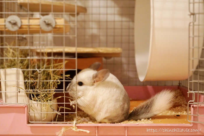 チンチラのティモのケージ床環境