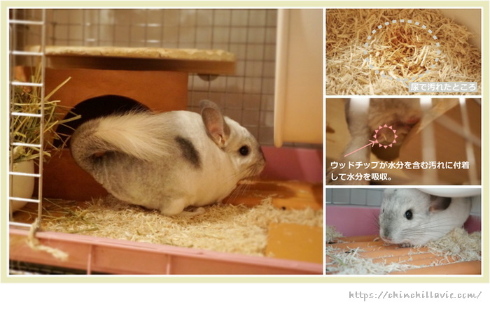 チンチラのティモのケージ床環境に広葉樹マットを使用している様子