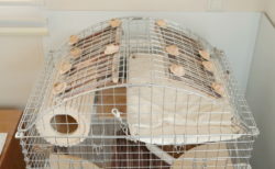 ChinchillaVie | 川井コンフォート60用アーチルーフが2019/02/05より再販開始されました！