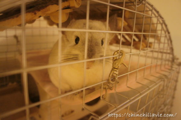 ChinchillaVie | 川井コンフォート60用アーチルーフの部分にはハンモックを張ってロフト使用しています。