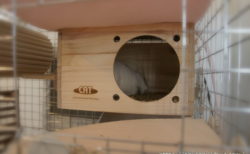 チンチラのための冬の寒さ対策の理想的な方法と注意点