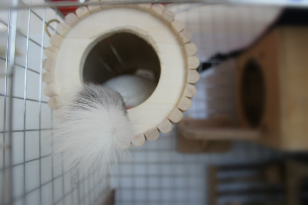 チンチラのティモのケージレイアウト お迎え前に準備したものリスト 巣箱・ハウス chinchilla