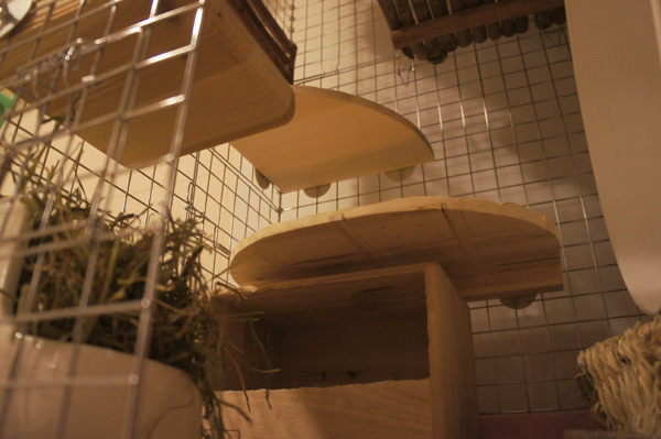 チンチラのティモのケージレイアウト　お迎えする前に準備したものリスト　ステージ　chinchilla