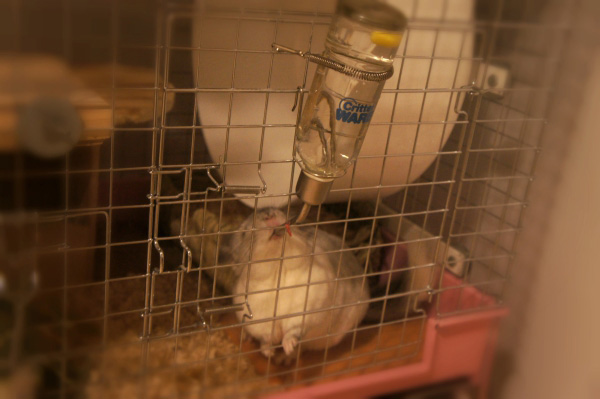 チンチラのティモのケージレイアウト　お迎えする前に準備するものリスト　給水ボトル　chinchilla